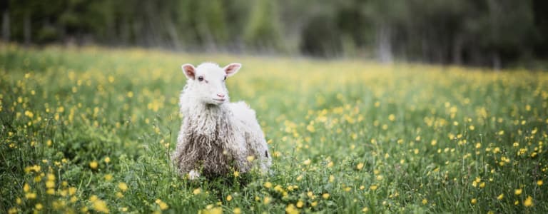 Dödsannonser och minnesrum